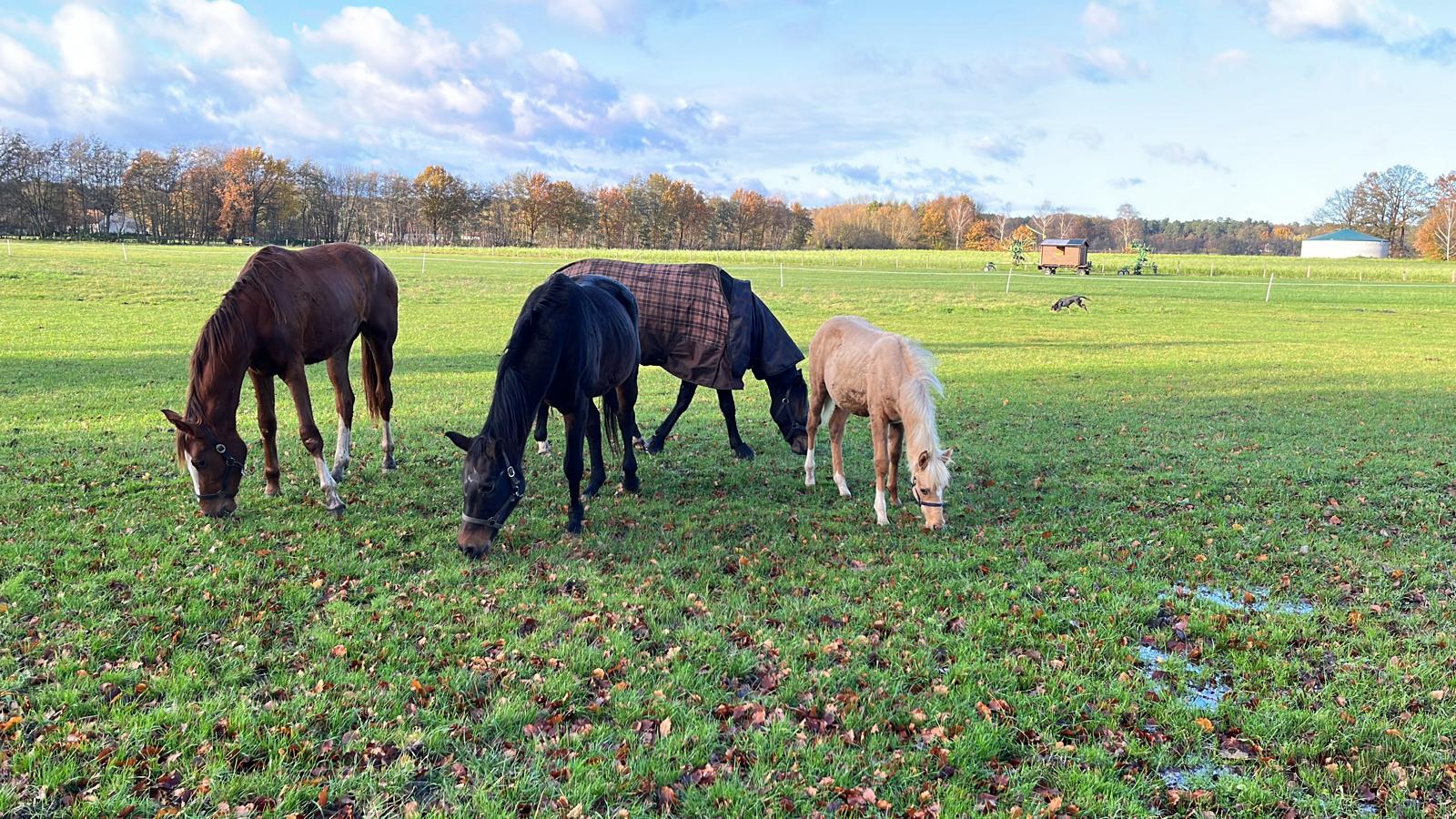 Pferde auf der Weide – Alltag im Stallbetrieb